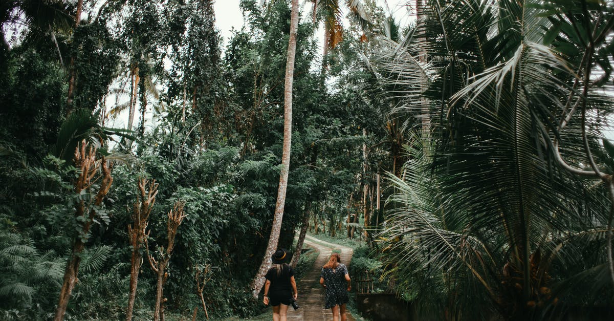 How do you switch between classes? - People Walking on Pathway Between Palm Trees