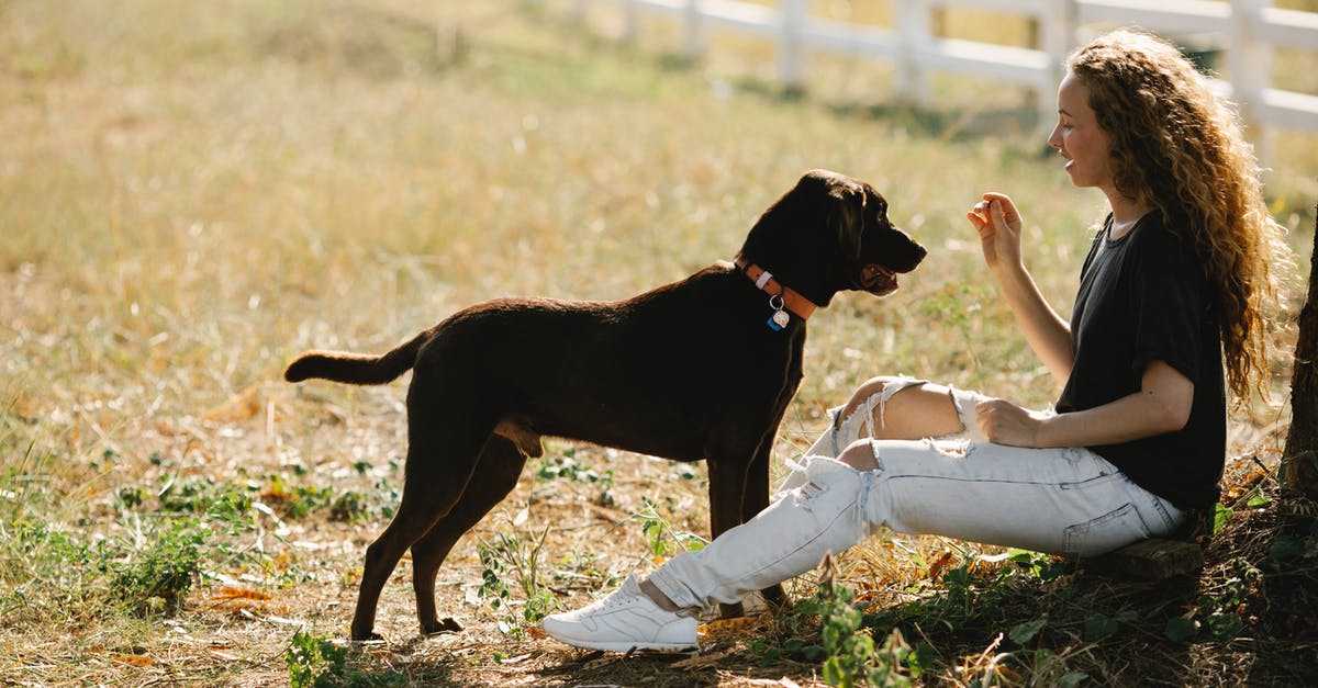 How do you tame a villager? - Full body side view of young female owner training Labrador Retriever with collar while sitting on grassy ground in countryside