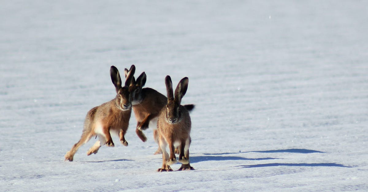 How does Google's Bunny Hopping Doodle Calculate Solution Length? - Three Brown Bunnies