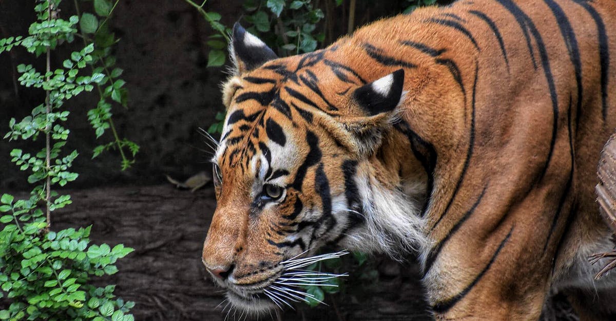 How exactly does the big purple jungle monster work? - Brown and Black Tiger Beside Wood Log