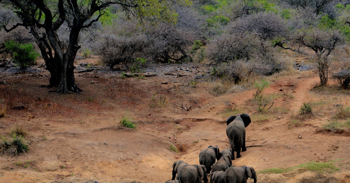 How exactly does the big purple jungle monster work? - Elephants on Brown Mountain