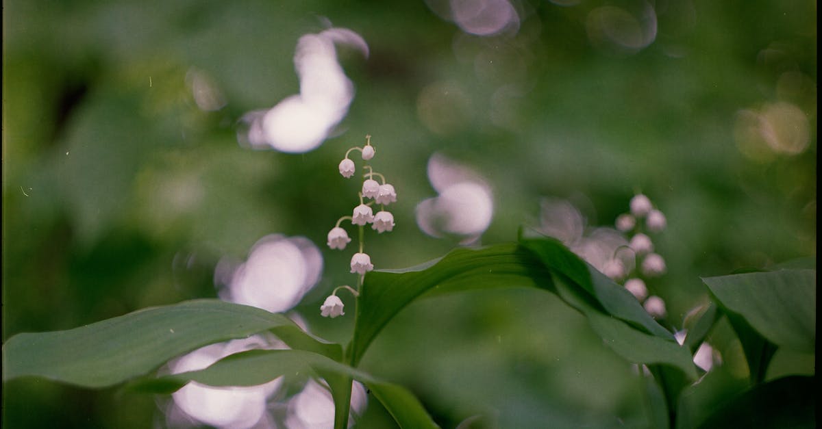 How is the attacked fleet selected? - Water Droplets on Green Plant