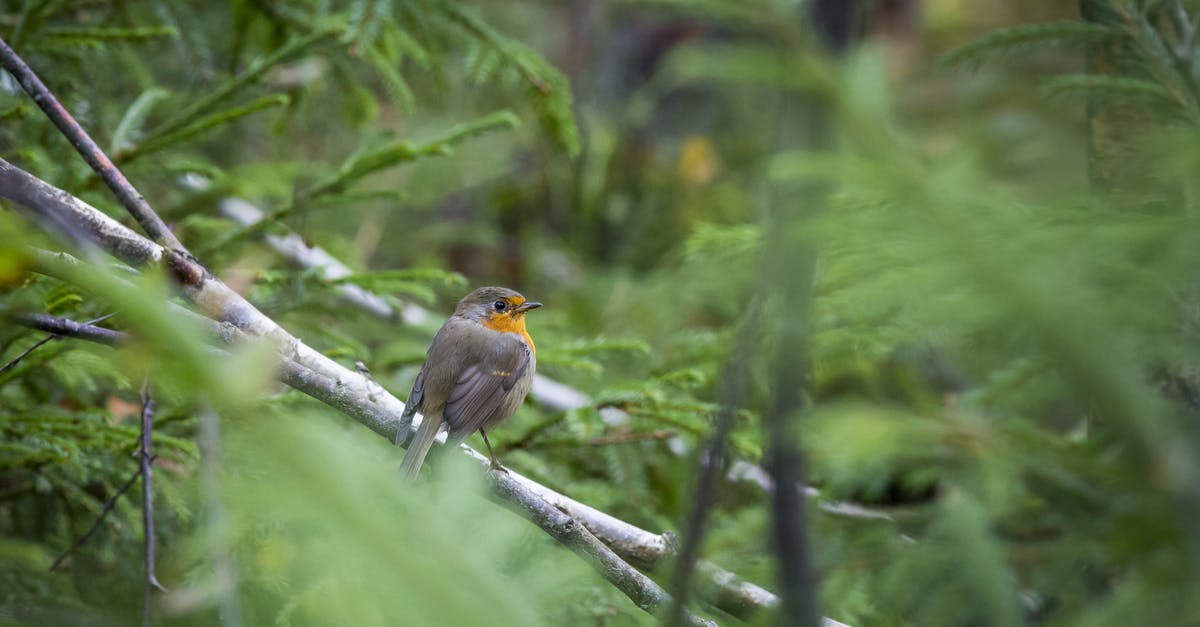 How is the attacked fleet selected? - Brown and Yellow Bird on Tree Branch