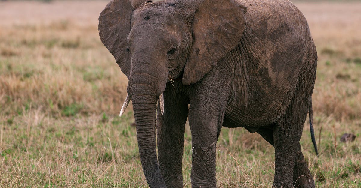 How long do I have to wait for another Massive Mass Outbreak? - Massive wild elephant with long trunk and spotted skin walking in savanna looking for food How long do I have to wait for another Massive Mass Outbreak? - Massive wild elephant with long trunk and spotted skin walking in savanna looking for food