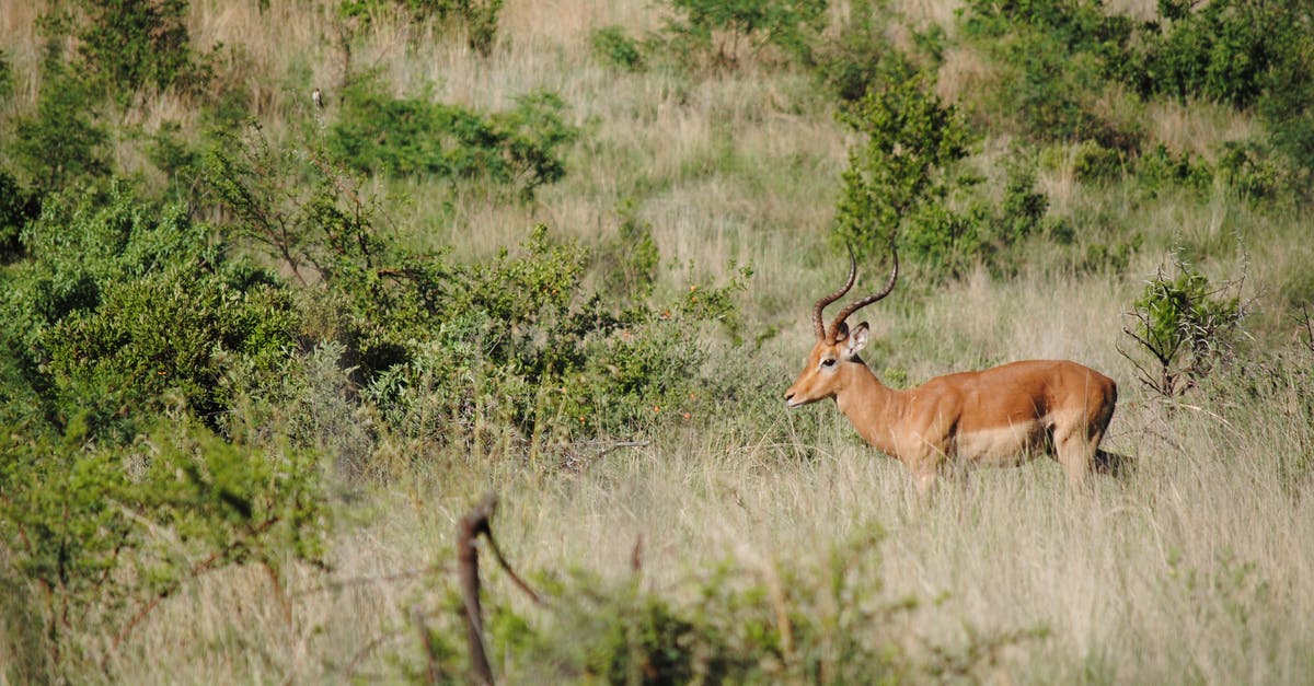 How long do I have to wait for another Massive Mass Outbreak? - Impala with brown coat and wavy pointed horns standing among overgrown grass and green trees in savanna How long do I have to wait for another Massive Mass Outbreak? - Impala with brown coat and wavy pointed horns standing among overgrown grass and green trees in savanna
