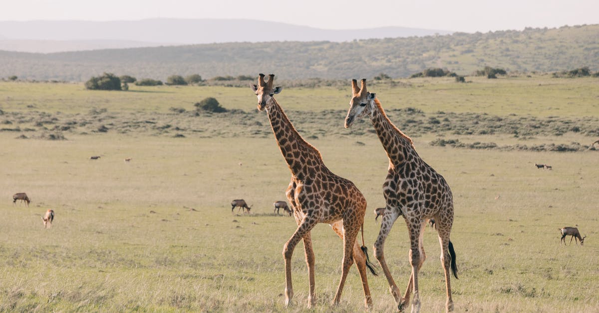 How long do wild seeds take to grow? - Giraffes with ornamental coat strolling on meadow against greenery mounts and antelopes grazing on summer day