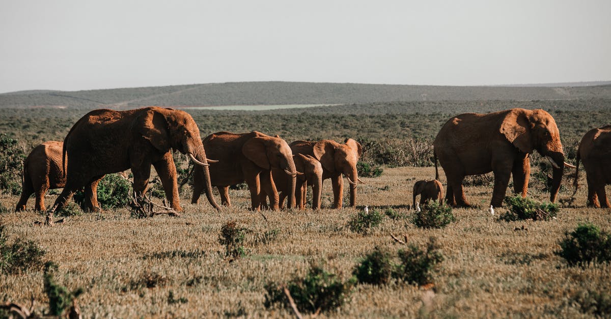 How long do wild seeds take to grow? - Herd of big elephants with pointed tusks feeding on grass meadow against mountain in savanna