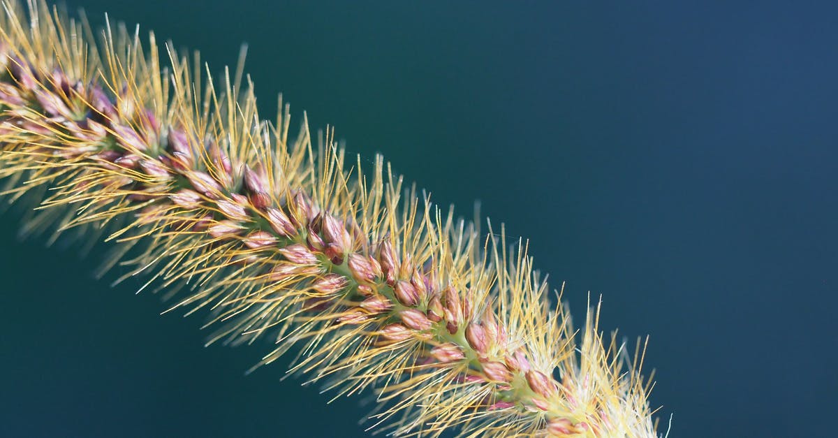 How long do wild seeds take to grow? - Meadow bristle grass in sunlight