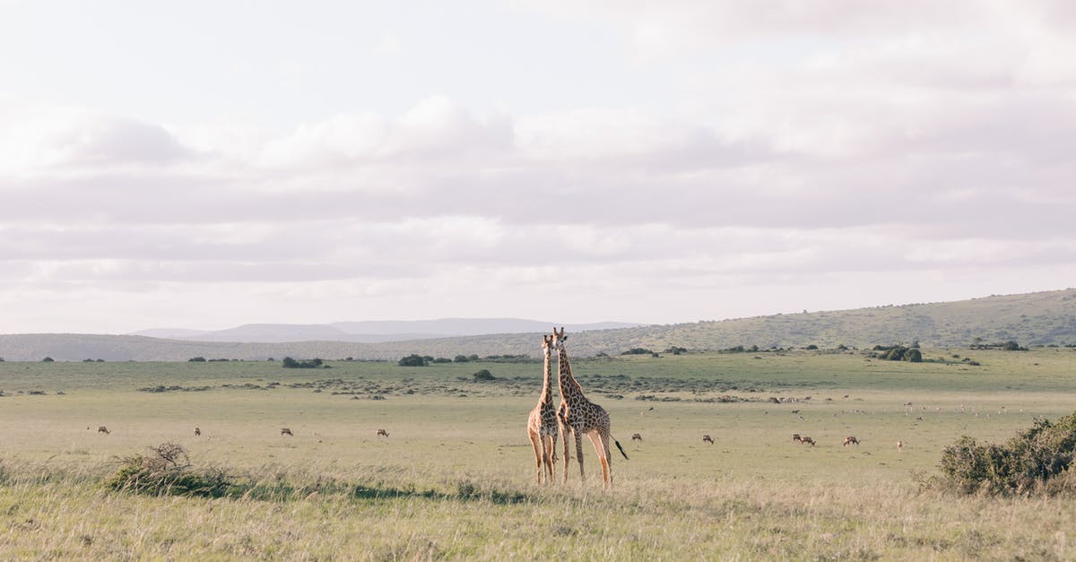 How long do wild seeds take to grow? - Giraffes with long necks on grass lawn against mountains under cloudy sky on summer day