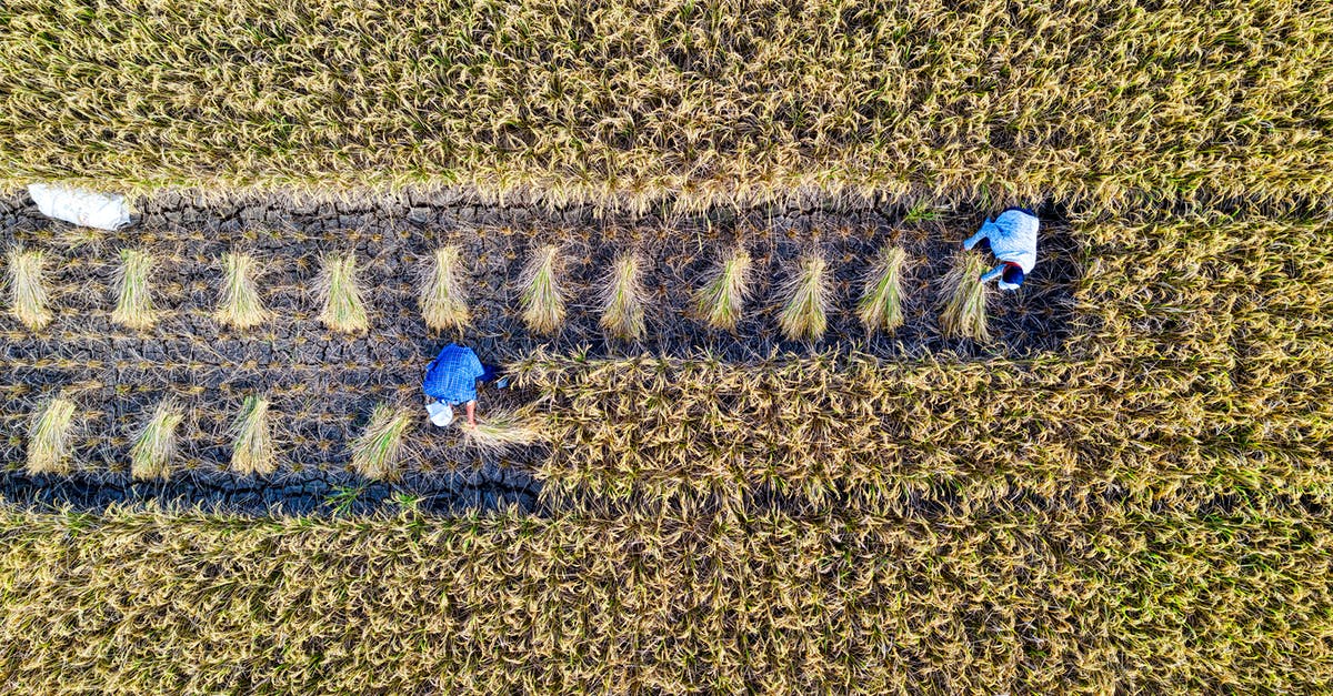 How many bananas can a farmer collect at once? - People working in rice field