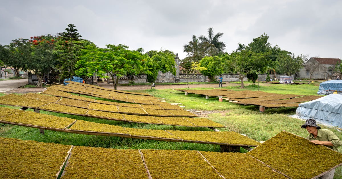 How many bananas can a farmer collect at once? - Man working with dried tea