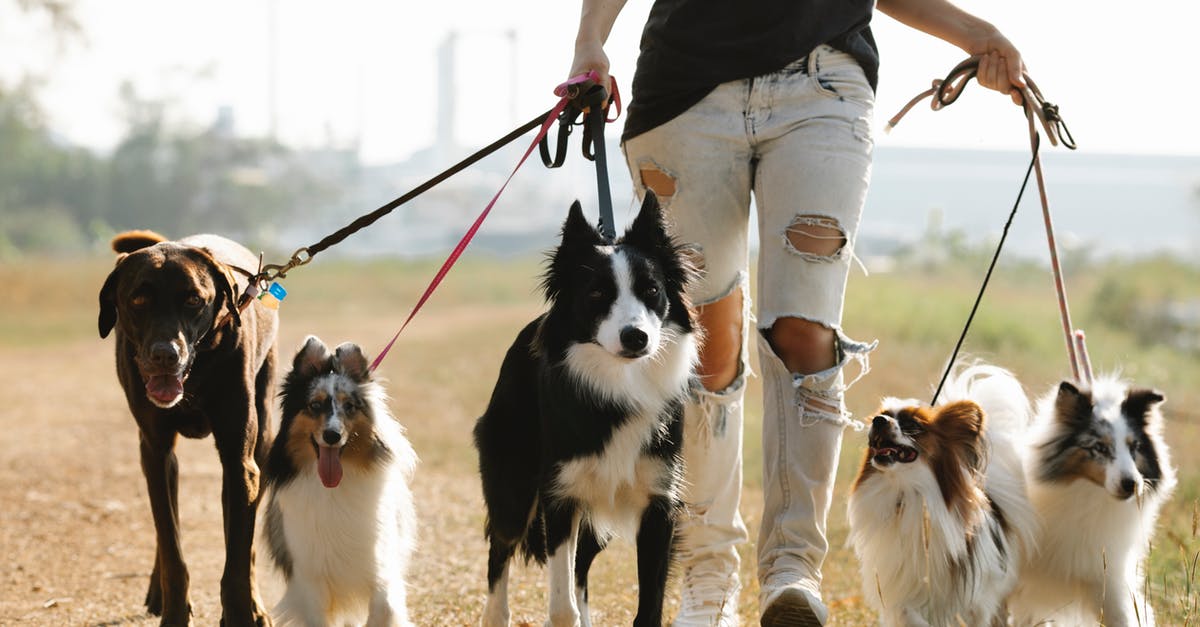 How many creatures and variants are in Ark Survival Evolved? - Crop anonymous female owner strolling with group of dogs of different breeds on leashes on rural road in sunny countryside