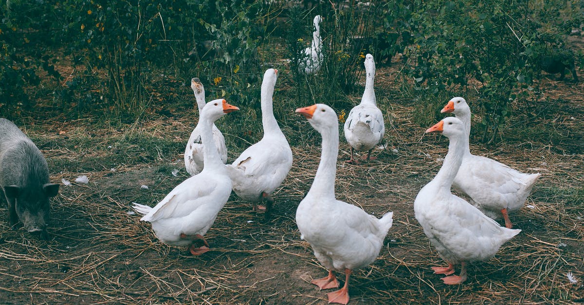 How many creatures and variants are in Ark Survival Evolved? - Gaggle of white geese and black pig walking near green bushes in countryside