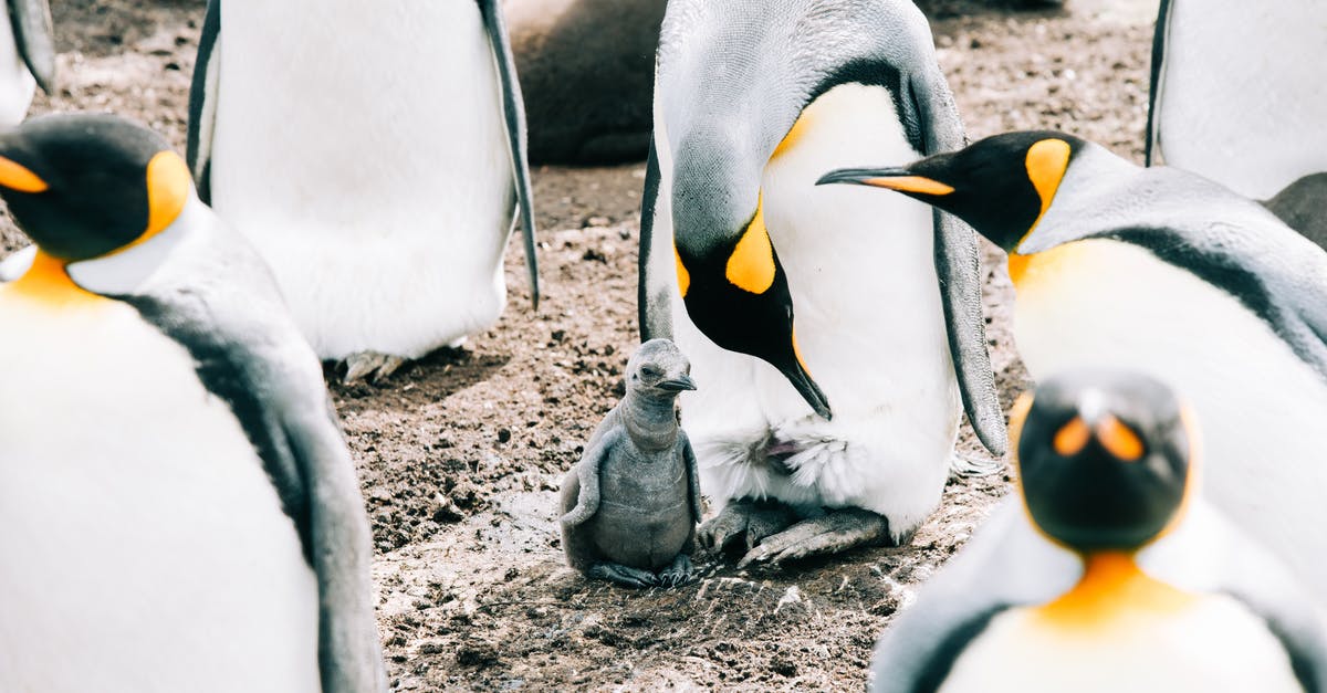 How many creatures and variants are in Ark Survival Evolved? - King adult penguin and baby gathering together in herd on dirty rough surface