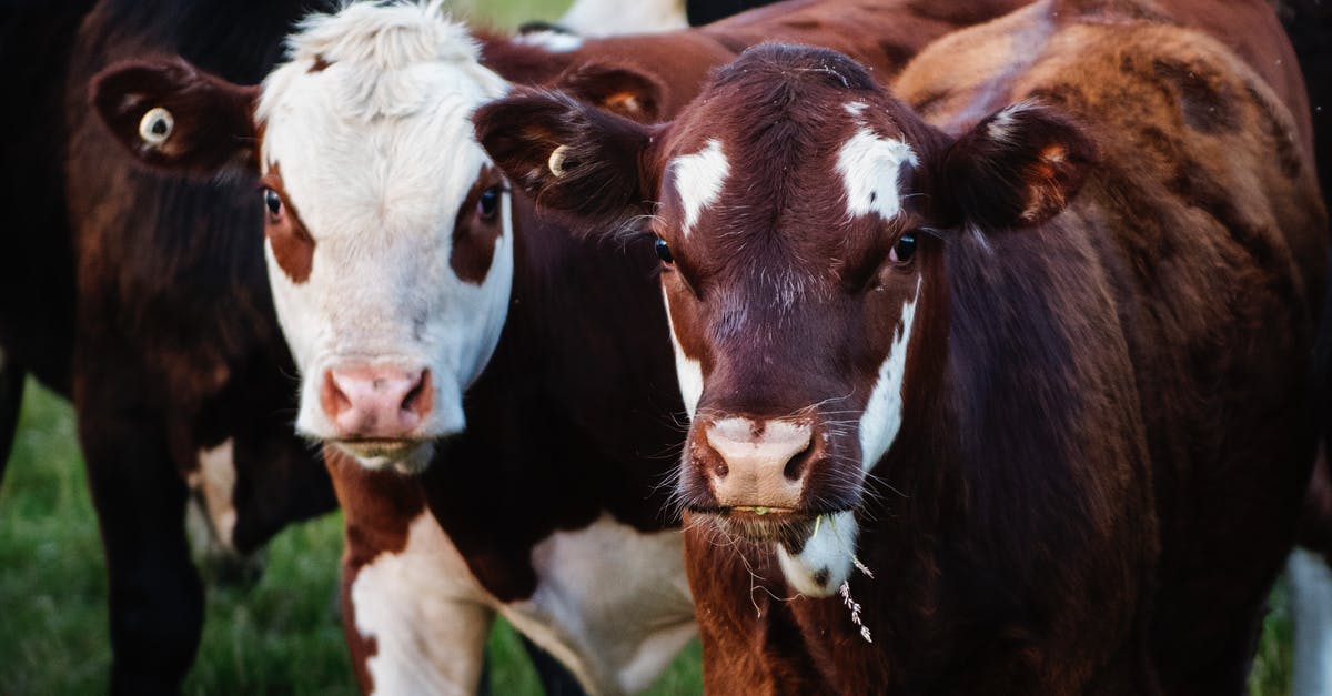 How many faces are in this tree? - Two Cows