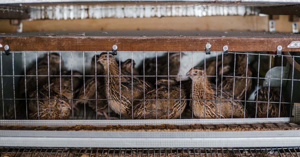 How many heaters should I put in my barns and coops? - Cute small quails laying eggs in tiny cage with metal racks on farm