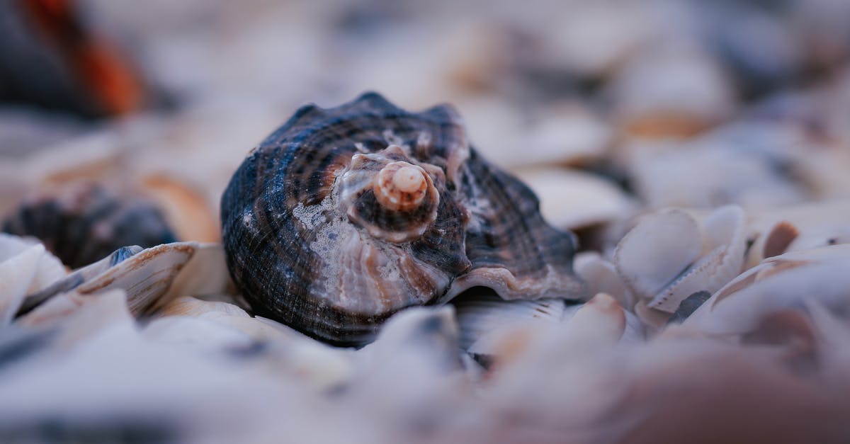 How many levels are there in Grindstone? - Coast with various seashells in daylight