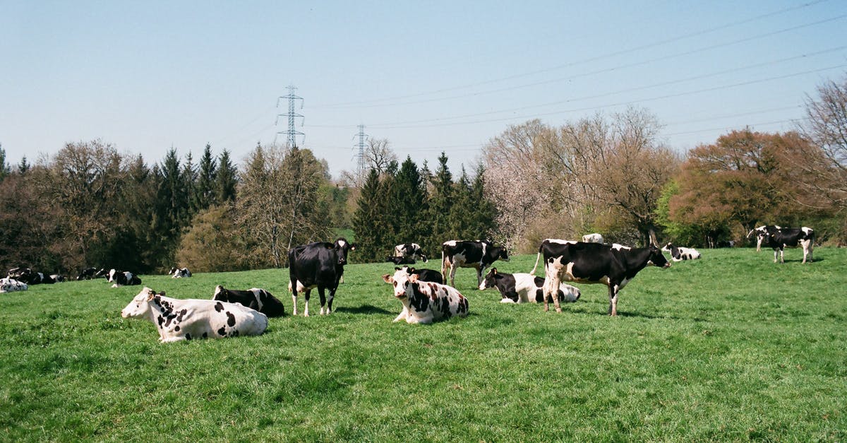 How many power moons can be obtained before post-game? - Cows pasturing on grassy meadow