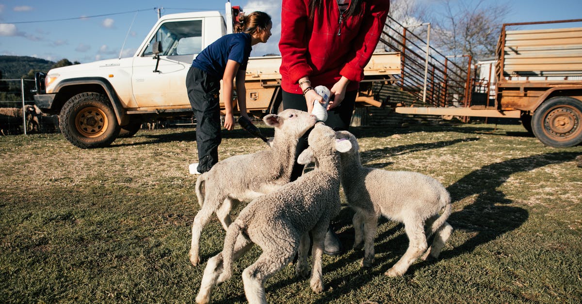 How much food does one livestock give? - Farmer feeding cute lambs with milk