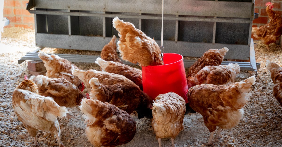 How much food does one livestock give? - Peep of Brown Chicken