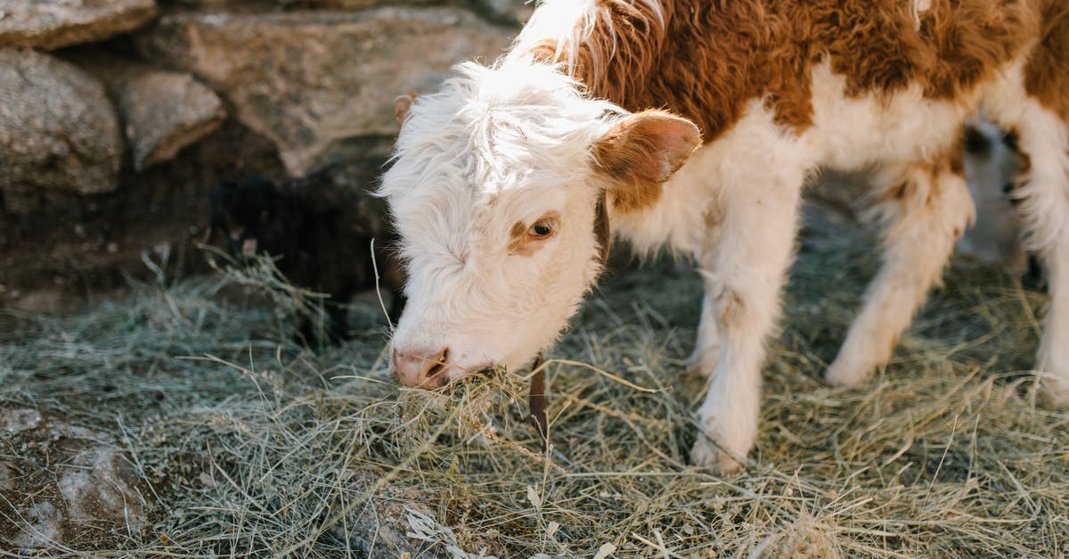 How much food does one livestock give? - Cute calf grazing frozen grass on farm