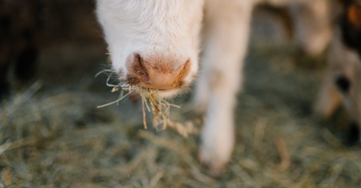 How much food does one livestock give? - Cow nose with grass in mouth