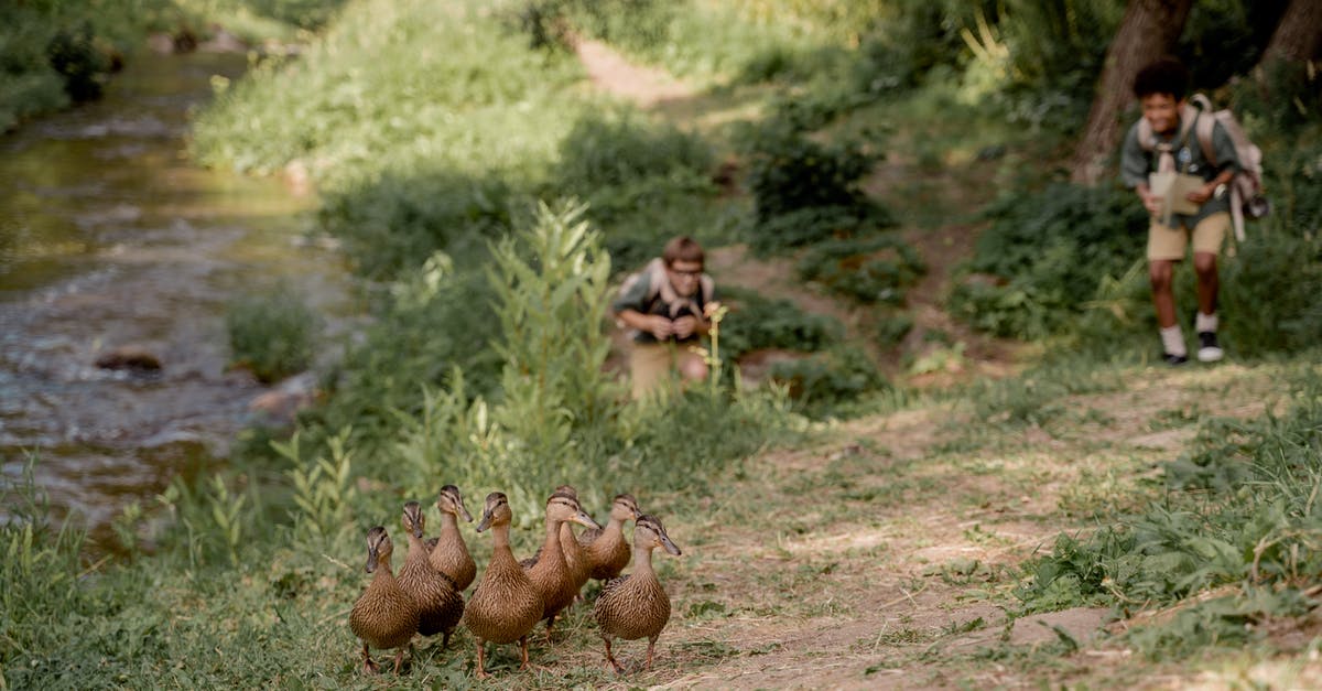 How often animals are respawned in oases? - Brown Mushrooms on Brown Soil