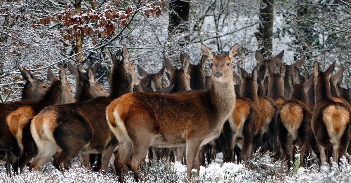 How often does Ginter restock? - Herd of Deer on Forest