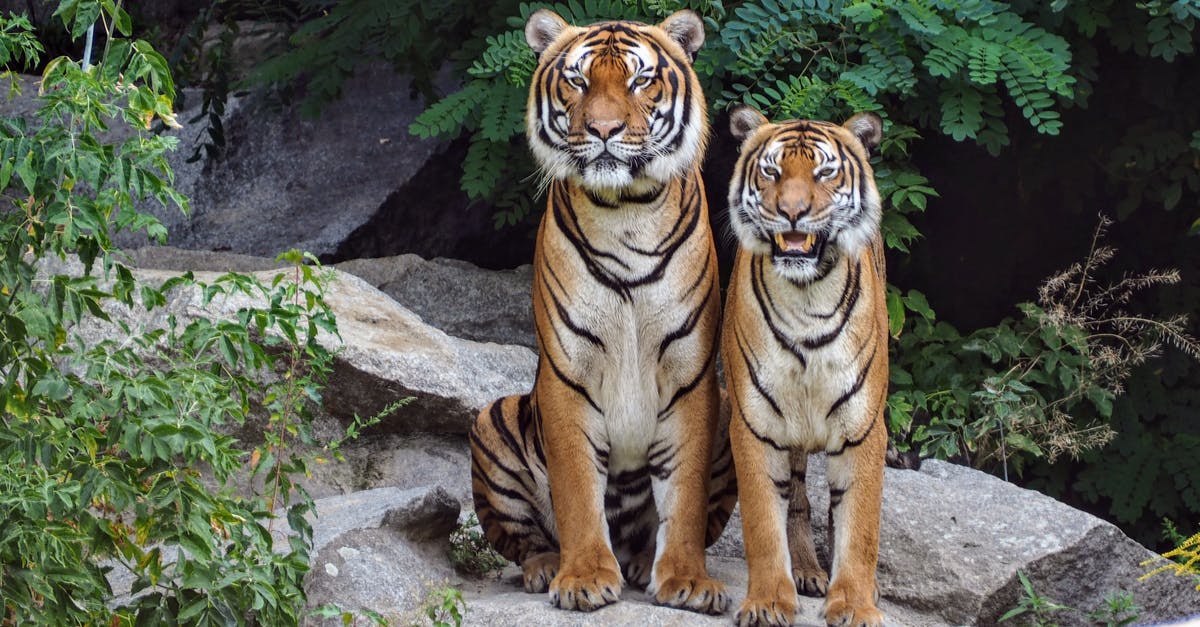 How quickly do the hunters respawn? - Two Orange Tigers Sitting Beside Each Other