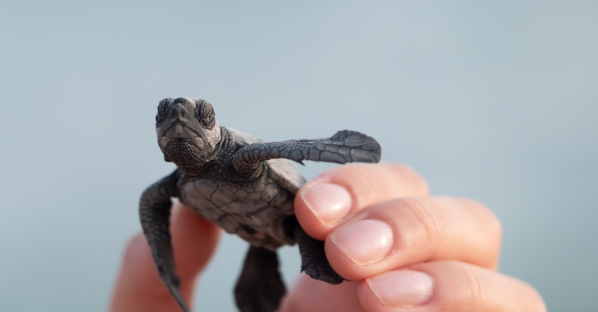 How rare is a picksaw - Person with small turtle in shell