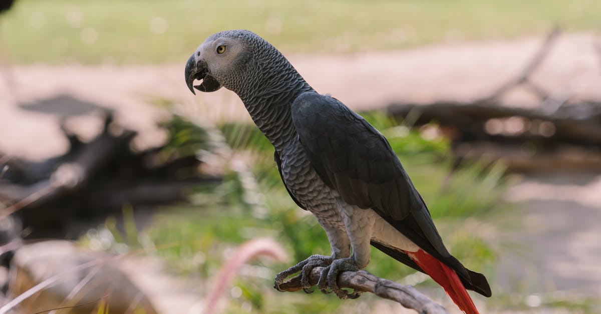 How rare is a picksaw - An African Gray Parrot Perched on Tree Branch