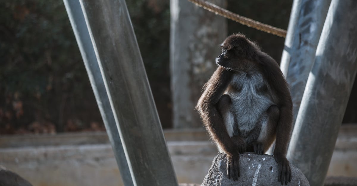 How rare is the blue card (in monkey knowledge pack)? - Attentive monkey with hairy body sitting on stone in zoological park in daylight