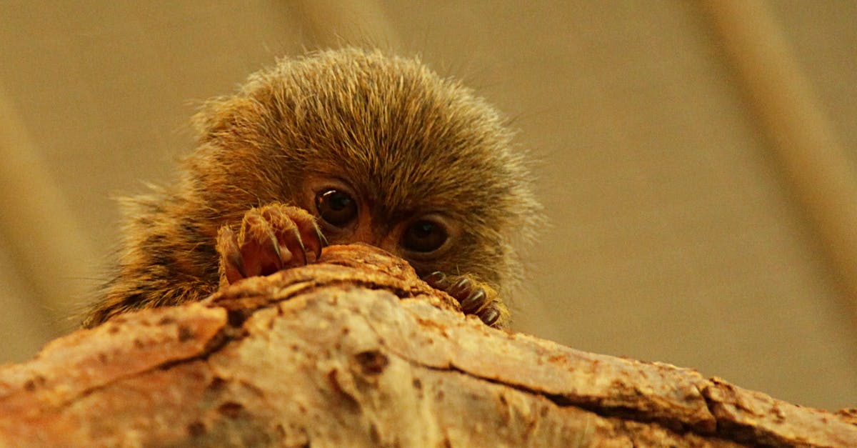 How rare is the blue card (in monkey knowledge pack)? - Low angle of pygmy marmoset that living in rainforests of South America with sharp claws sitting on tree