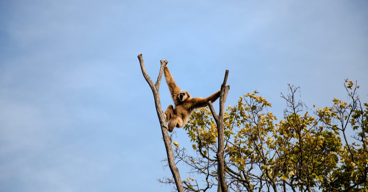 How rare is the blue card (in monkey knowledge pack)? - Photography of Monkey Climbing on Tree