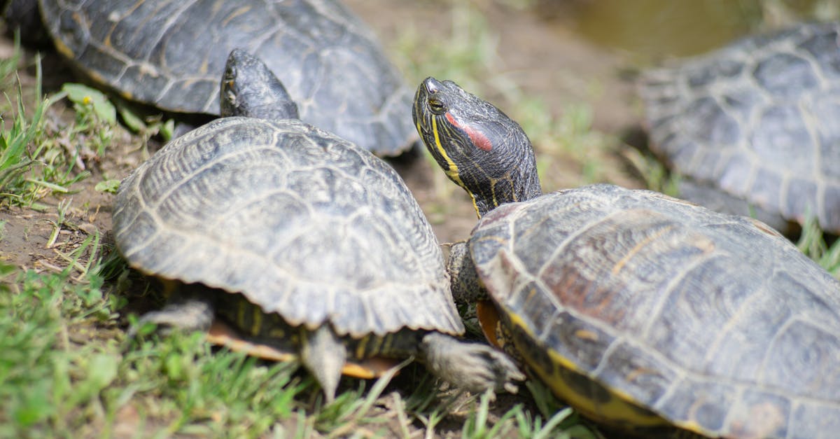 How to deal with Turtle's shield - Black and Gray Turtle on Green Grass