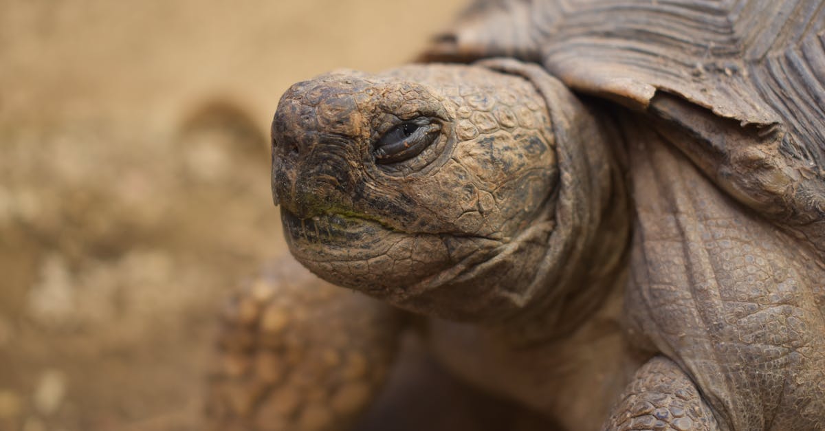 How to deal with Turtle's shield - Wild turtle on ground in wildlife