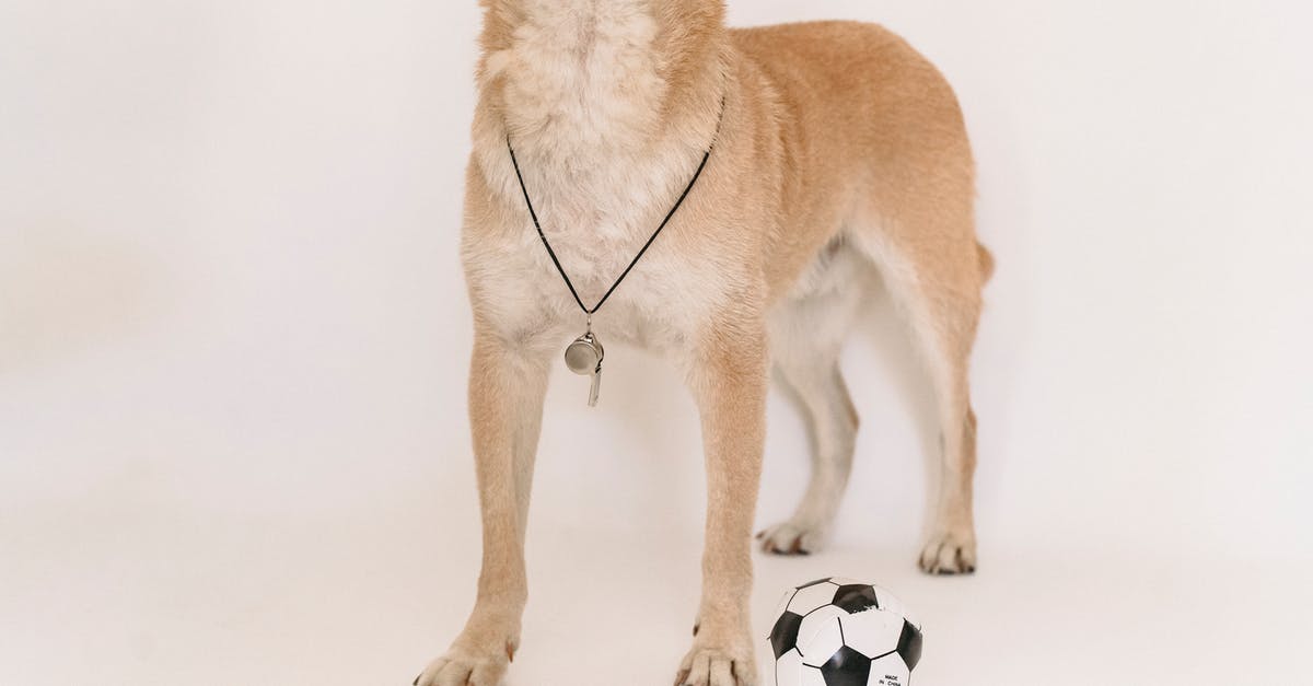 How to have the whistle warp to the ninth dungeon? - Playful dog with whistle and soccer ball