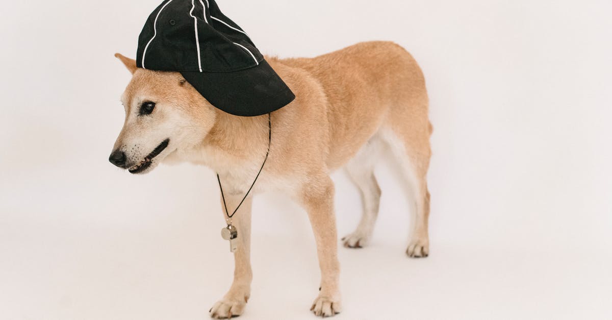 How to have the whistle warp to the ninth dungeon? - Adorable purebred dog in cap with whistle standing on white background of studio