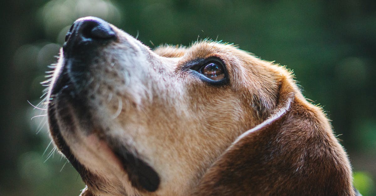 How to jump nose up while on your back - Selective Close Up Photography of Brow Dog Looking Up