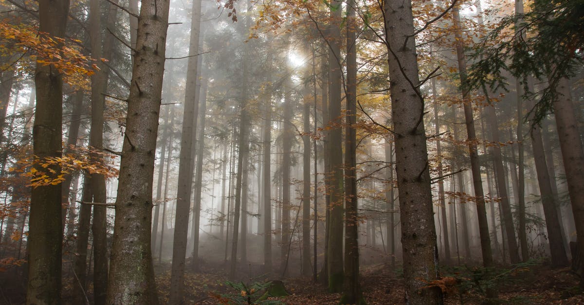 How to leave a mission with your team? - Trees Surrounded by Fogs