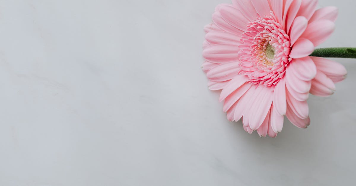 How to leave a mission with your team? - Pink fresh flower on white table