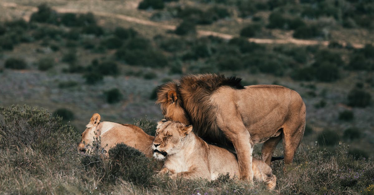 How to play elite dangerous on manjaro linux - Lion playing with lioness on meadow in savannah