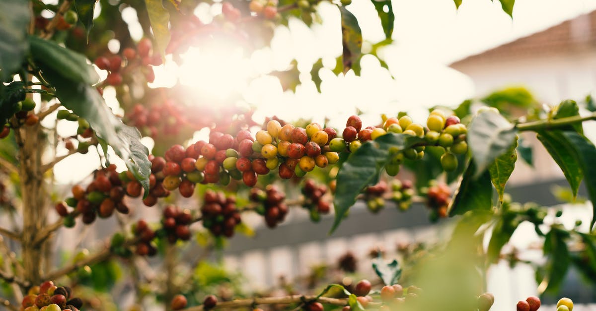 How to produce Ancient Fruits? - Red and Yellow Coffee Berries on Branch