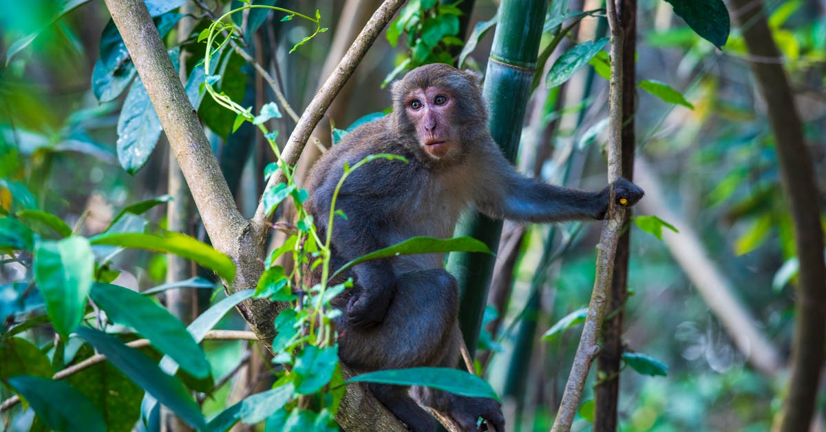 How to start The Secret Of Monkey Island in ScummVM? - Free stock photo of animal, ape, cute