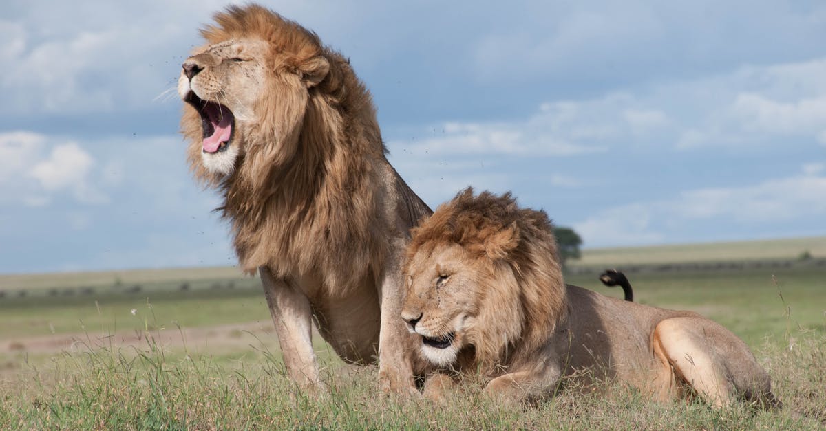 How to use other attacks in The Lion King on SNES? - Shallow Focus Photo of Two Brown Lions