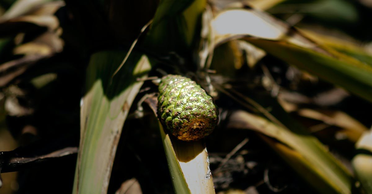 In Direwolf20, Minefactory Harvester Has No Jungle Wood Option - From above of fresh exotic fragrant screw pine fruit with green leaves growing in tropical garden