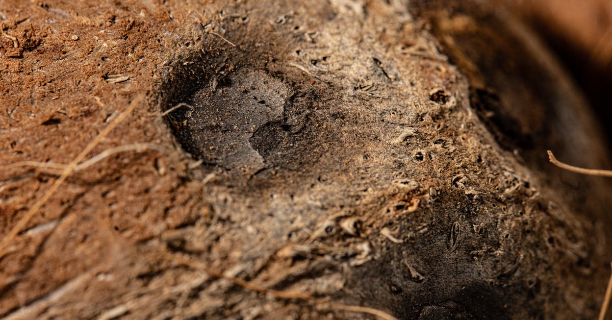 In Episode 2, how did Mark get up the stairs? - An Animal Footprint on Soil