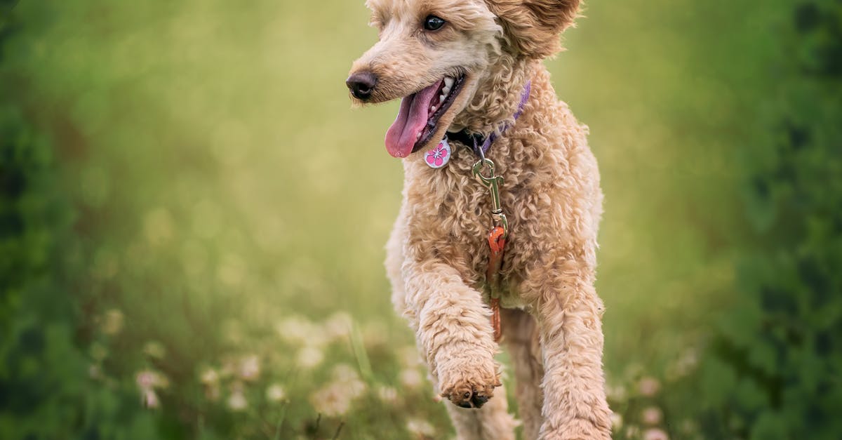 Is it possible to run out of unlock tokens on Zombies? - Adorable fluffy active Poodle dog with stylish collar running on grassy mead with tongue out on sunny day