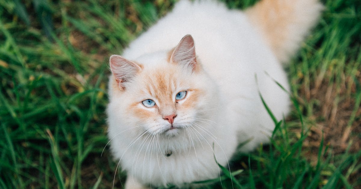 Is my pet worth anything? - White and Brown Cat on Green Grass