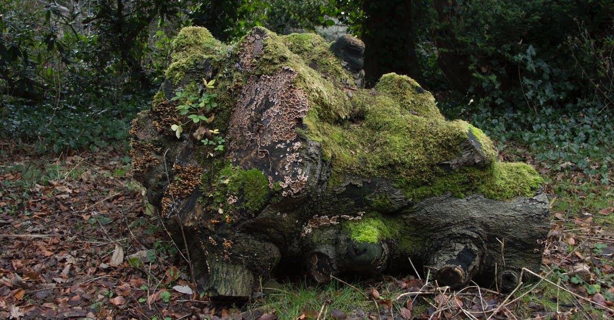 Is Plants VS. Zombies dead? - Brown Tree Log Filled With Moss on Withered Leaf Field